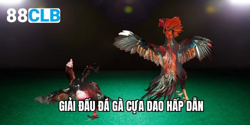 Giải đấu đá gà cựa dao hấp dẫn