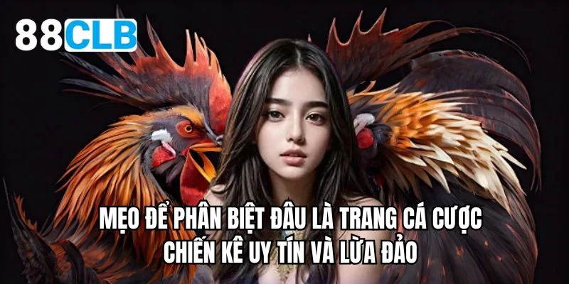 Mẹo để phân biệt đâu là trang cá cược chiến kê uy tín và lừa đảo